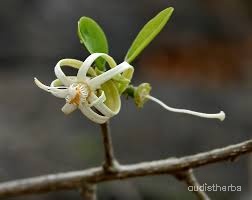 Alangium lamarckii flower10.jpg